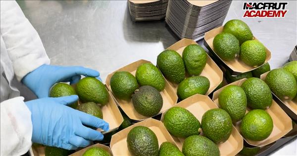 Boom in Italia per Avocado e Mango  Ecco il profilo tipo del consumatore di questi frutti esotici